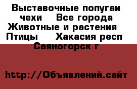 Выставочные попугаи чехи  - Все города Животные и растения » Птицы   . Хакасия респ.,Саяногорск г.